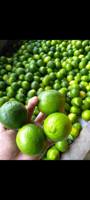 Jeruk Nipis Vietnam Mekong Berkualitas Tinggi, Segar, Tanpa Biji, Alami, Grosir, Merek Grade A, Buah Citrus