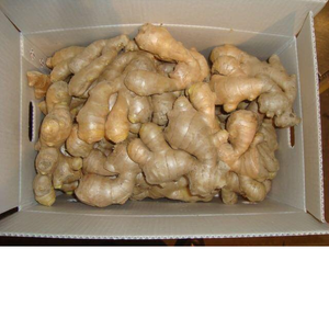 Gingembre frais biologique jeune de haute qualité, exportateur en gros, Allemagne, 20 kg, qualité alimentaire, à bon prix, livraison rapide, premium - Product Image 3