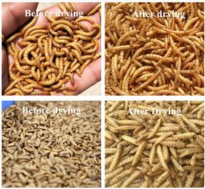 Mesin Pengering Komersial Industri untuk Pakan Burung, Cacing Tanah, Tenebrio, Serangga, Mealworm, Maggot dengan Kontrol PLC - Product Image 5