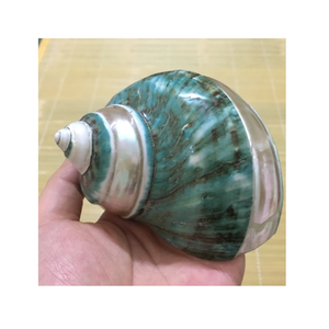 เปลือกหอยเทอร์โบสีเขียวขัดเงาเปลือกหอยธรรมชาติสำหรับตกแต่งงานฝีมือเครื่องประดับขายส่งราคาถูก - Product Image 6