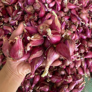 Anneaux d'échalote congelés | Ingrédient aromatique | Usine du Vietnam - Product Image 1