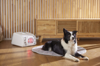 [AbsFur] Unité de soins multi-animaux 3 en 1, sèche-cheveux pour animaux de compagnie, cabine de toilettage, circulation d'air chaud, système de séchage rapide, produit de toilettage à domicile