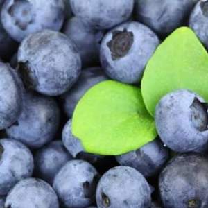 Arándanos Frescos de Primera Calidad para Exportación, Variedad Highbush Clase I, Suministro a Granel - Product Image 3