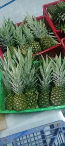 Ananas frescas de grado A, frutas con hojas verdes, venta al por mayor, piña, fruta fresca, Ananas comosus, frescas, de alta calidad - Product Image 5