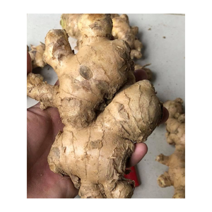 Gingembre frais en vrac du Vietnam de qualité supérieure, gingembre frais de haute qualité avec arôme naturel et saveur épicée pour la cuisine, le thé et l'exportation - Product Image 3