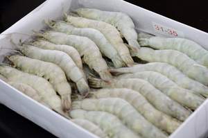 Top vente crevettes vannamel congelées vietnamiennes de haute qualité à bon prix - Product Image 6