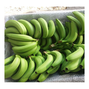Plátano fresco de Vietnam: plátano Cavendish verde fresco Premium para exportación, frutas y verduras frescas al por mayor - Product Image 5