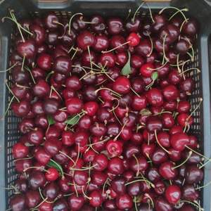 <b>Fresh</b> Red Cherries | Firm Texture & High Brix (18\%+) |<b>Fresh</b> Harvest Export High Supply UK - Product Image 6
