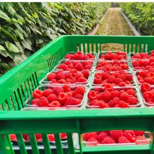 Frambuesas Rojas Frescas Premium de Primera Clase, Calidad de Exportación, Sin Semillas, Dulces, con Alto Brix 10+, Solo Venta al Por Mayor, Solo Transporte Aéreo - Product Image 4