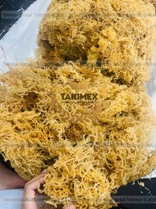 Meilleur prix pour la mousse de mer naturelle séchée en gros, algues marines séchées provenant du Vietnam - Product Image 3