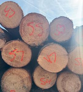 ไม้สนเนื้ออ่อนคุณภาพพรีเมี่ยมส่งออก Pinus silvestris ท่อนไม้กลม - Product Image 1