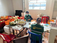 Betrouwbare Leverancier Van Verse Vietnamese Kokosnoten Voor Export Met Consistente Kwaliteitscontrole