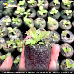 COIR PELLETS COCO PELLET COIR DISQUE POUR LE JARDINAGE ET LA CULTURE DES GRAINES FABRIQUÉ À DAILOC VINA - Product Image 6