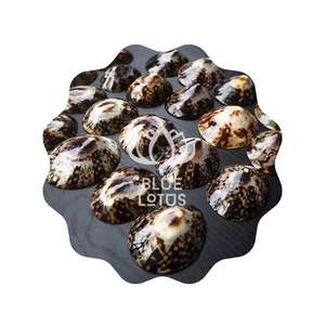 HOT SALE Blue Lotus 2025 Ocean Oval Limpet Seashell Authentic Marine Beauty for Creative DIY Projects - Product Image 1