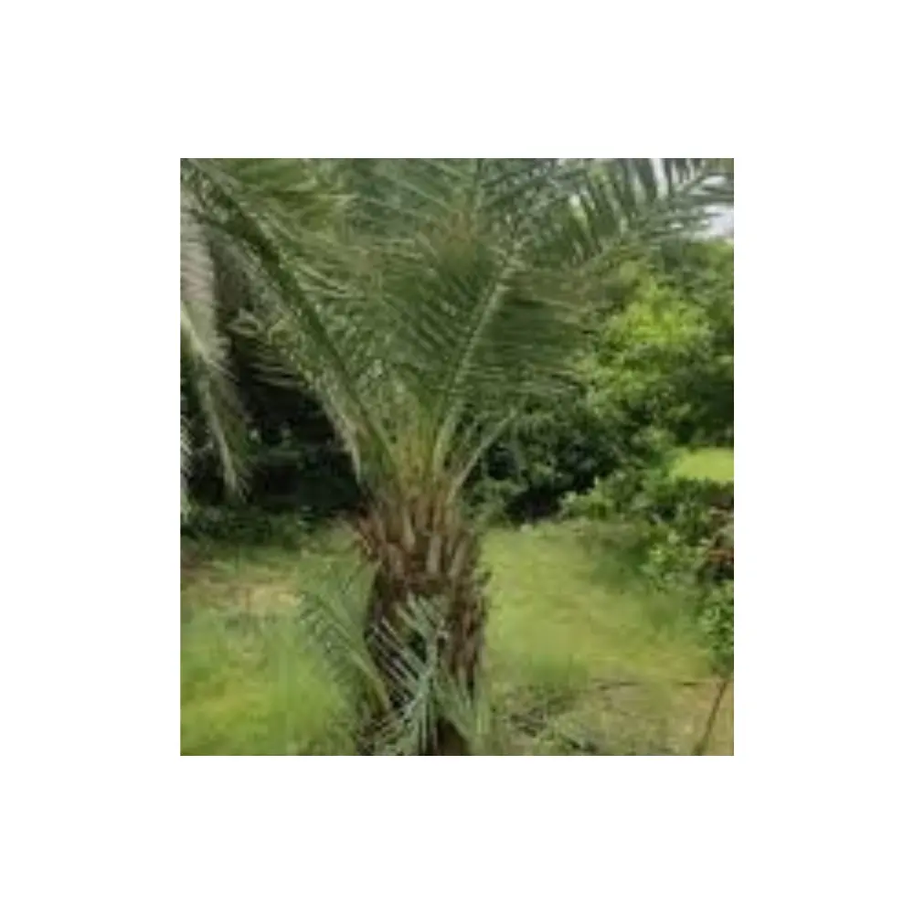 Fournisseurs de confiance et renommés sur le marché des semis de palmier plante mature très rapidement vous donnant un rendement rapide et sain