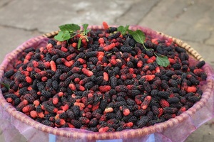 PREMIUM DRIED MULBERRIES / SKIN SUPPORT / CLEAN LABEL / PLANT-BASED - Product Image 4