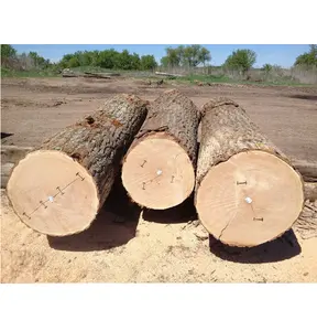 Hochwertige Eichenholz stämme Kunden spezifische Länge und Durchmesser Rohe Eichenholz stämme für die Herstellung von Möbeln aus Vietnam