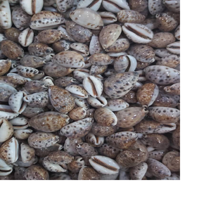 Coquilles de cauri de tigre naturel sur mesure finition polie tailles assorties approvisionnement en vrac pour la fabrication de bijoux et l'artisanat décoratif - Product Image 1