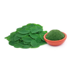 Feuilles de Moringa fraîches et naturelles, bonnes pour l'énergie et l'immunité, en provenance d'Inde à un prix abordable - Product Image 4
