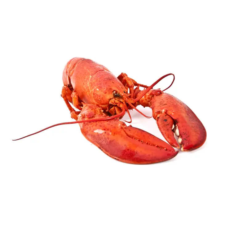 Hot Selling Frozen Lobster, Frozen Lobster Tails Fresh Live Lobsters, Canadian Bulk Style Packaging Lobsters