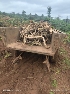 Mới Cà Phê Gỗ <span class=keywords><strong>Java</strong></span> Cây Chim Chơi Đứng Cho Bán Tại Việt Nam Cho Vẹt Chơi Đứng Bán Buôn Chim Nguồn Cung Cấp - Product Image 2