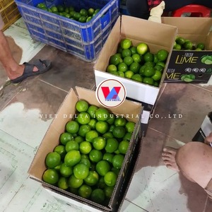 มะนาวไร้เมล็ดสดใหม่จากเวียดนาม ขนาด 2.5 ซม. น้ำหนัก 6/7/8 กก. บรรจุกล่อง จัดส่งปริมาณมาก/คัตตี้ - Product Image 3