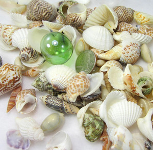 Conchas de limpieza vacías, conchas de mar grandes, concha de mar natural para regalos, artesanías de Vietnam, venta al por mayor - Product Image 3