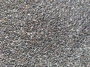 Semillas de Chía Negra Crudas Puras para Procesamiento de Alimentos, Suministro a Granel, Semillas de Chía Premium con Alto Contenido de Omega 3, Exportación Confiable desde Vietnam - Product Image 4