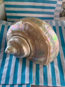 เปลือกหอยมุกเทอร์โบที่มีพื้นผิวมันวาวเหมาะสำหรับอุปกรณ์งานฝีมือ - Product Image 2