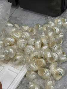 Concha Turbo verde a precio de fábrica de Vietnam para decoración de eventos y fabricación artesanal de regalos hechos a mano - Product Image 5