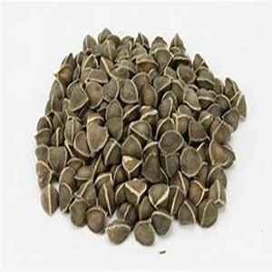 Semillas de Moringa Oleifera orgánicas de la mejor calidad para beneficios medicinales y de salud Usos industriales y cosméticos Directo de La Granja - Product Image 6