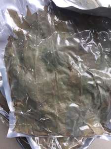 OFFRE SPÉCIALE DE 99D Vietnam : feuilles de corossol (graviola) traitées pour une finition propre et une sécheresse uniforme, destinées aux acheteurs mondiaux - Product Image 4