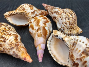 Triton Shell Ocean Style Décoration Unique Finition Lumineuse Triton Shell Exportation Vietnam Marine Home Display Ornement - Product Image 4
