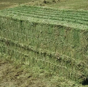 Heno Timothy Alfalfa de alta calidad para alimentación animal, precio de descuento superior para ganado de peces de perro, sellado en pacas, pellets de semillas secas - Product Image 3