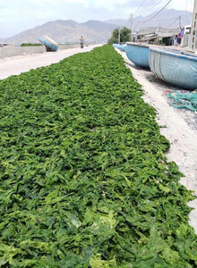 Fertilizante ecológico de algas marinas y potenciador del crecimiento de plantas 100 por ciento polvo de algas verdes naturales exportación a granel de Vietnam - Product Image 4
