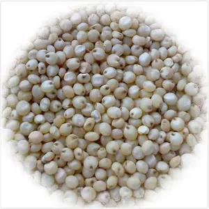 Satılık yüksek kalite profesyonel sarı/beyaz/kırmızı sorgum - Product Image 3