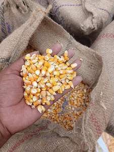 ซัพพลายเออร์ขายส่งข้าวโพดสดและข้าวโพดแห้งที่เชื่อถือได้ ข้าวโพดสีเหลืองและสีขาวสำหรับอาหารสัตว์และมนุษย์ - Product Image 4