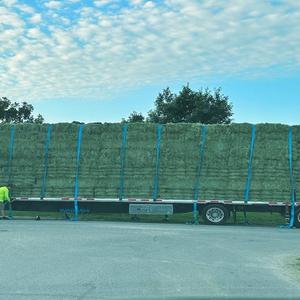 Venta al por mayor de heno de alfalfa para caballos, ganado, cerdos, alimentación, envío rápido, bolsa de embalaje, el mejor precio disponible ahora - Product Image 6