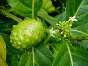 FRUITS NONI CONGELÉS IQF | ORIGINE DU VIETNAM | ENTIER ET TRANCHÉ | EXPORTATION EN VRAC - Product Image 2