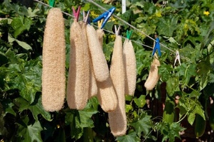 Esponjas de lufa a granel: 100% naturales, ecológicas y suaves para la piel - Product Image 5