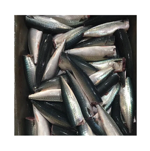 ส่งออกปลาแมคเคอเรลแช่แข็ง / ปลาแมคเคอเรลแปซิฟิกแช่แข็งแบบ HGT - Product Image 3