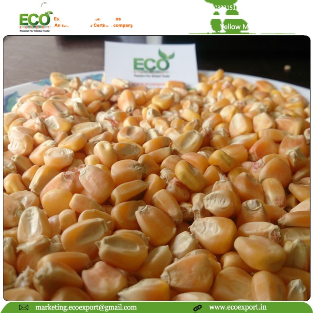 Corn Small Yellow Maize Desk Markka Glutinous