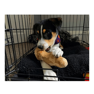 Masticables ecológicos para sus mascotas hechos de madera de origen responsable con alta calidad y precio competitivo - Product Image 3