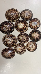 Limpet Shell Sea Shell Beach Artisanat Vietnam Coquillages Polis Limpet Escargot Shell Taille 5-7cm Disponible - Product Image 6