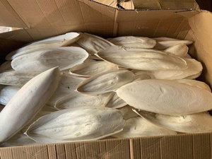 Hueso de sepia seco Premium para loros, cacatúas y pequeños pájaros de compañía - Product Image 3