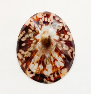 Limpet Seashells-Concha de playa genuina para Artes y manualidades-Concha de lactancia - Product Image 5