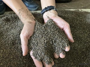 Pinhead Poivre Noir Moins Cher Petite Taille Haute Qualité Grande Quantité En Gros Exportation MR THOMAS 84 789896886 - Product Image 3