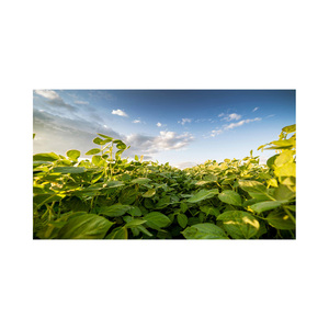 Soja disponible à bas prix/Soja de haute qualité/Soja jaune sans OGM de qualité supérieure - Product Image 5
