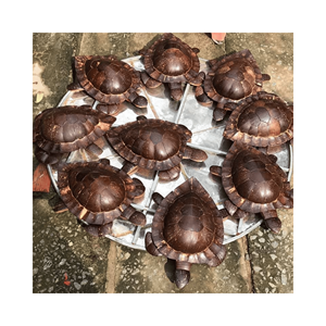 Coquille de noix de coco de conception artisanale en gros, utilisée à de nombreuses fins dans la vie, fabriquée au Vietnam 99GD - Product Image 1