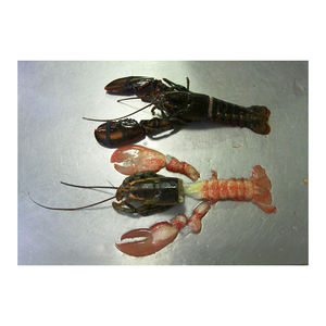 Prix d'usine pour homard cru entier canadien UHP, proposé pour les programmes d'approvisionnement en gros - Product Image 2